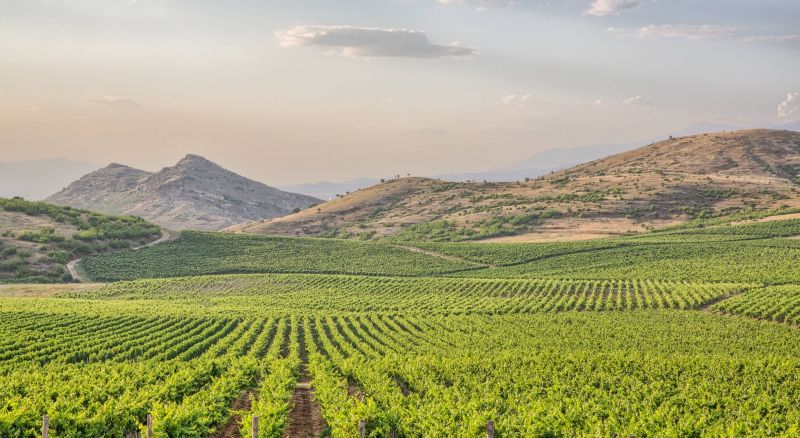 vineyards-in-Bulgaria
