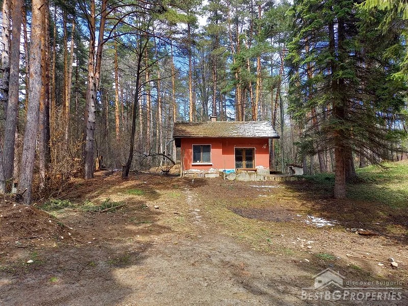 Продается прекрасный дом в лесу