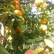 Прекрасный дом на продажу недалеко от Перника