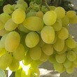 Прекрасный дом на продажу недалеко от Перника